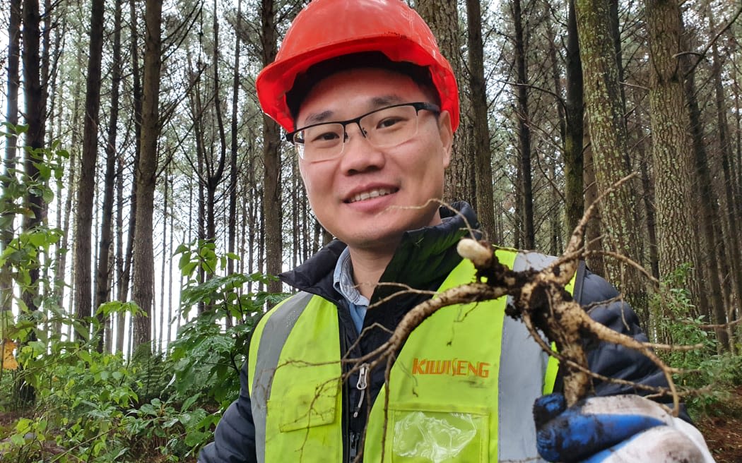 Person holding a ginseng root, standing in a forest.